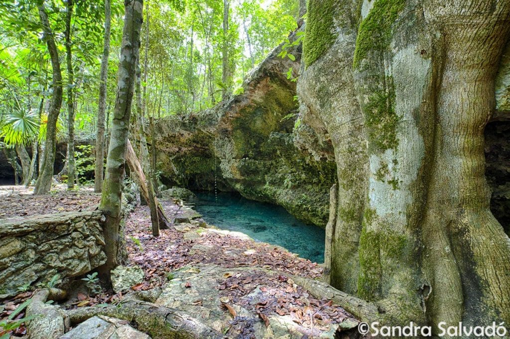 cenote alamos tulum