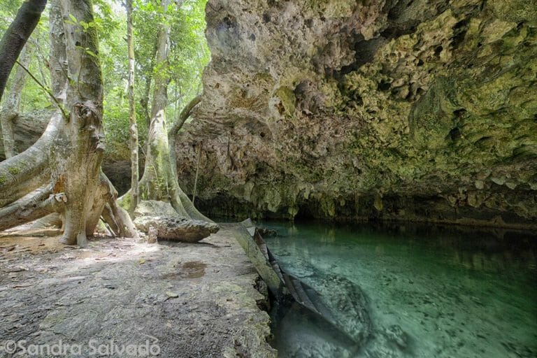 Cenote Isla Alamos overview