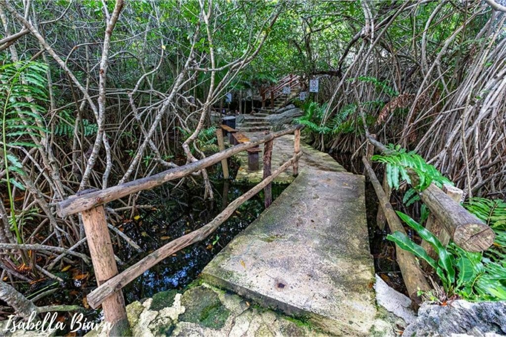 Wooden bridge in the jungle