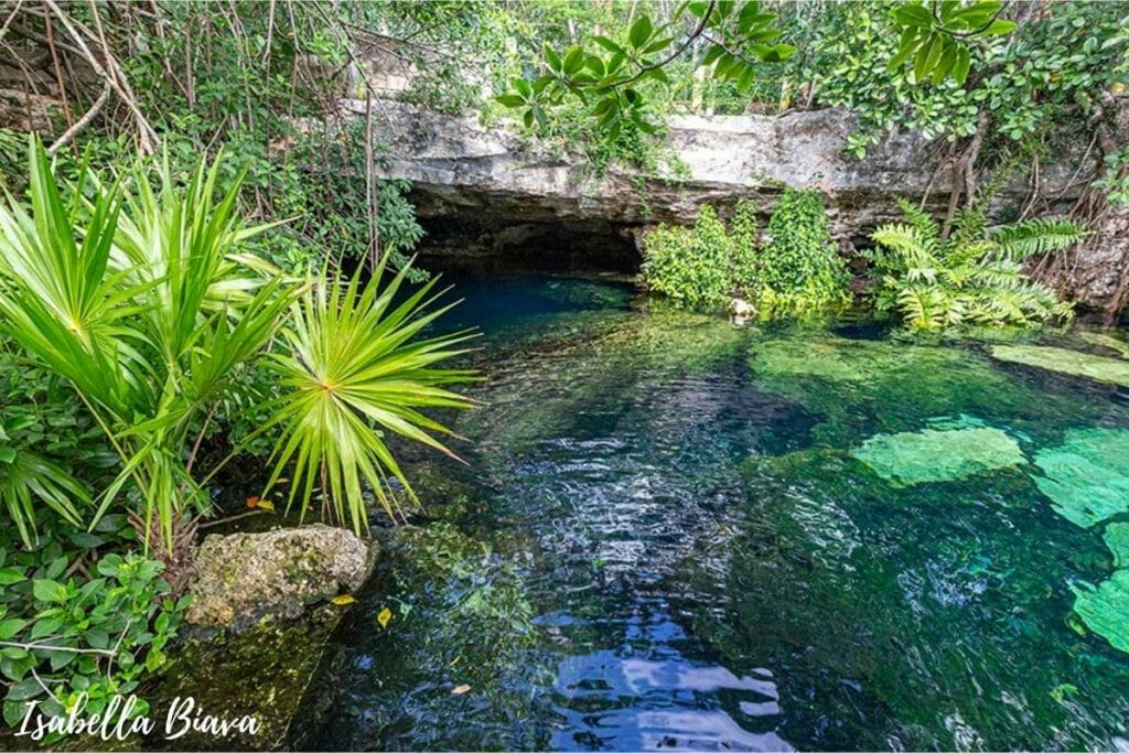 Cenote surrounded by lush vegetation