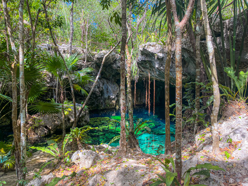 Cenote Minotauro trees