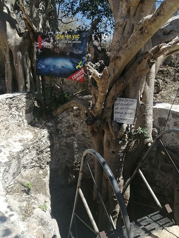Cenote CHe en yuc, Homun