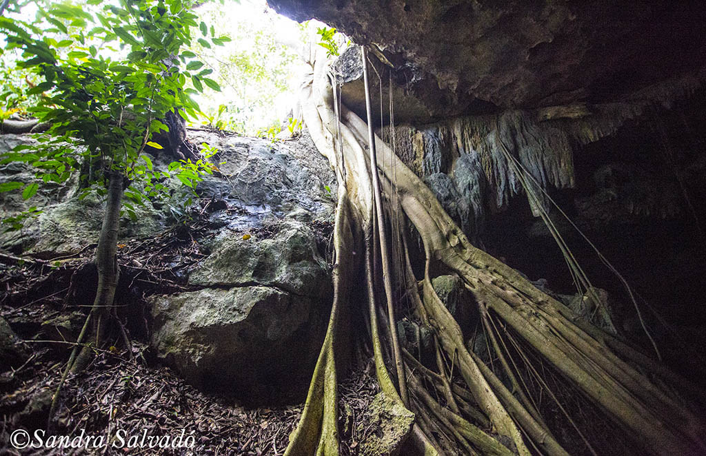 cenote Chel paak homun