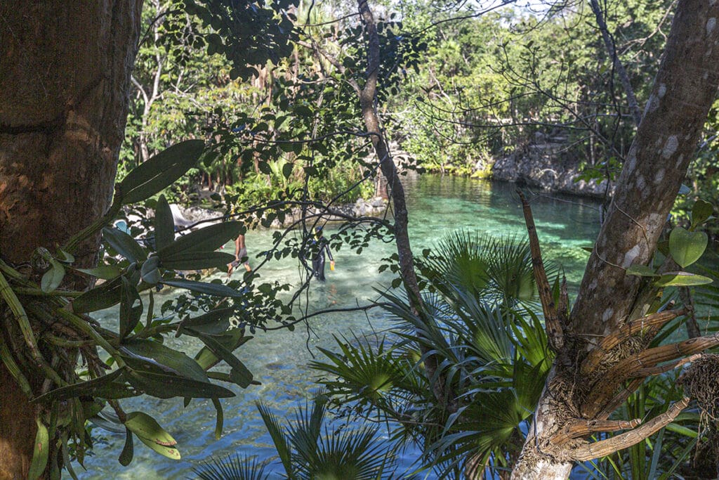 Cenote Yax-kin Vegetation