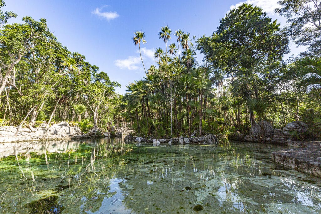 Cenote Yax-kin reflections of the vegetations in the transparent water