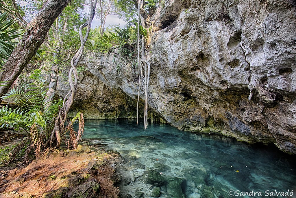 A tranquil cenote with clear turquoise water, surrounded by lush greenery and rocky cliffs, under a softly lit sky filtering through trees.