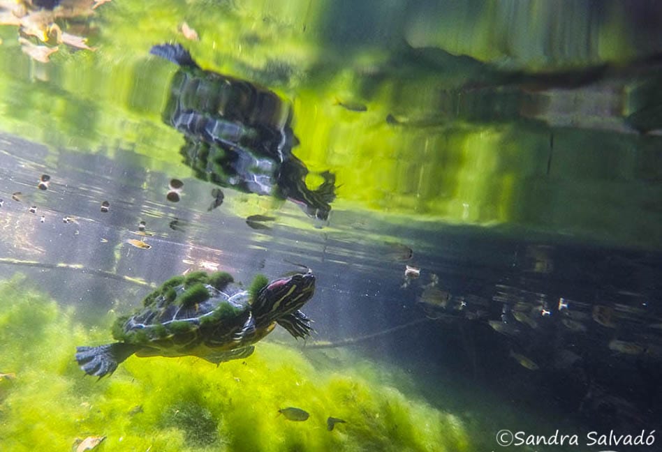 A turtle swims underwater, surrounded by greenery and sunlight, creating vivid reflections on the surface, while small fish accompany it.