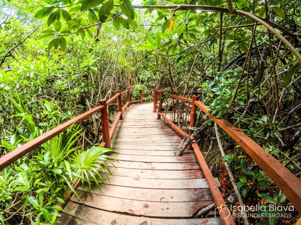 A wooden boardwalk winds through lush green mangroves, with dense vegetation and overhead branches, creating a serene, natural pathway in the jungle.